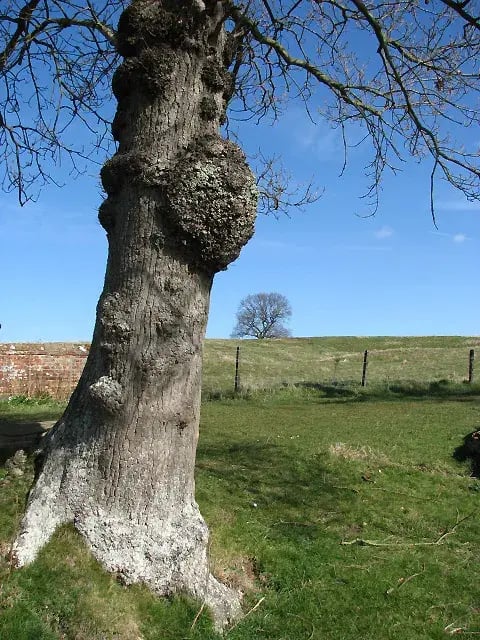 Growth_on_tree_trunk_-_geograph.org.uk_-_724687