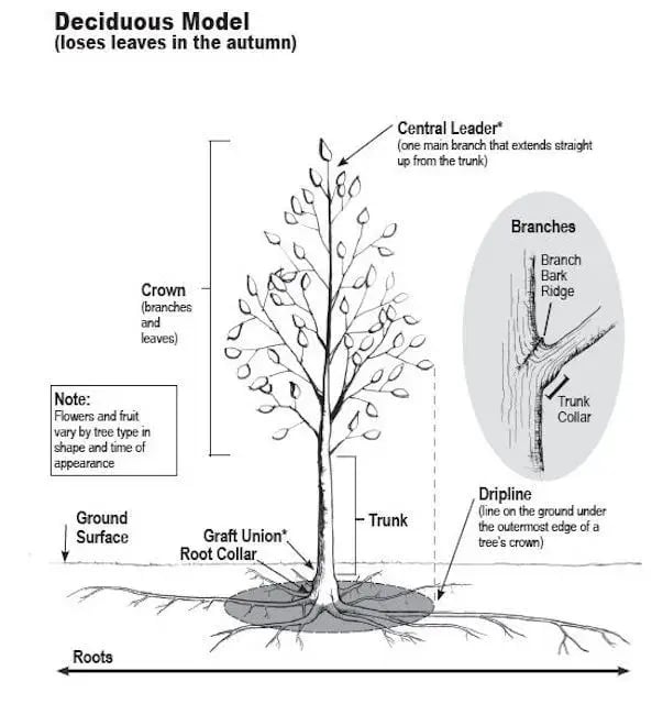 deciduous_tree_diagram-593449745f9b589eb4a134e1