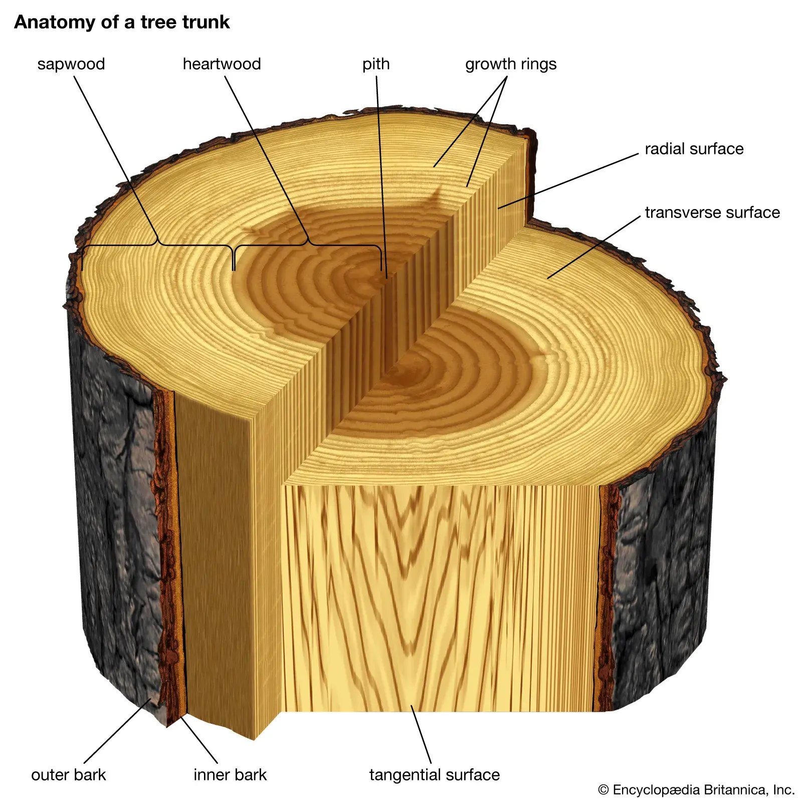 slice-tree-trunk-eye-features-sections-transverse